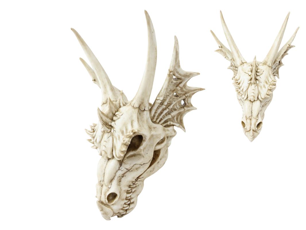 55cm Antique Dragon Skull Head (Hangable)