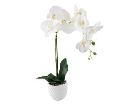 50cm White Orchid in White Pot